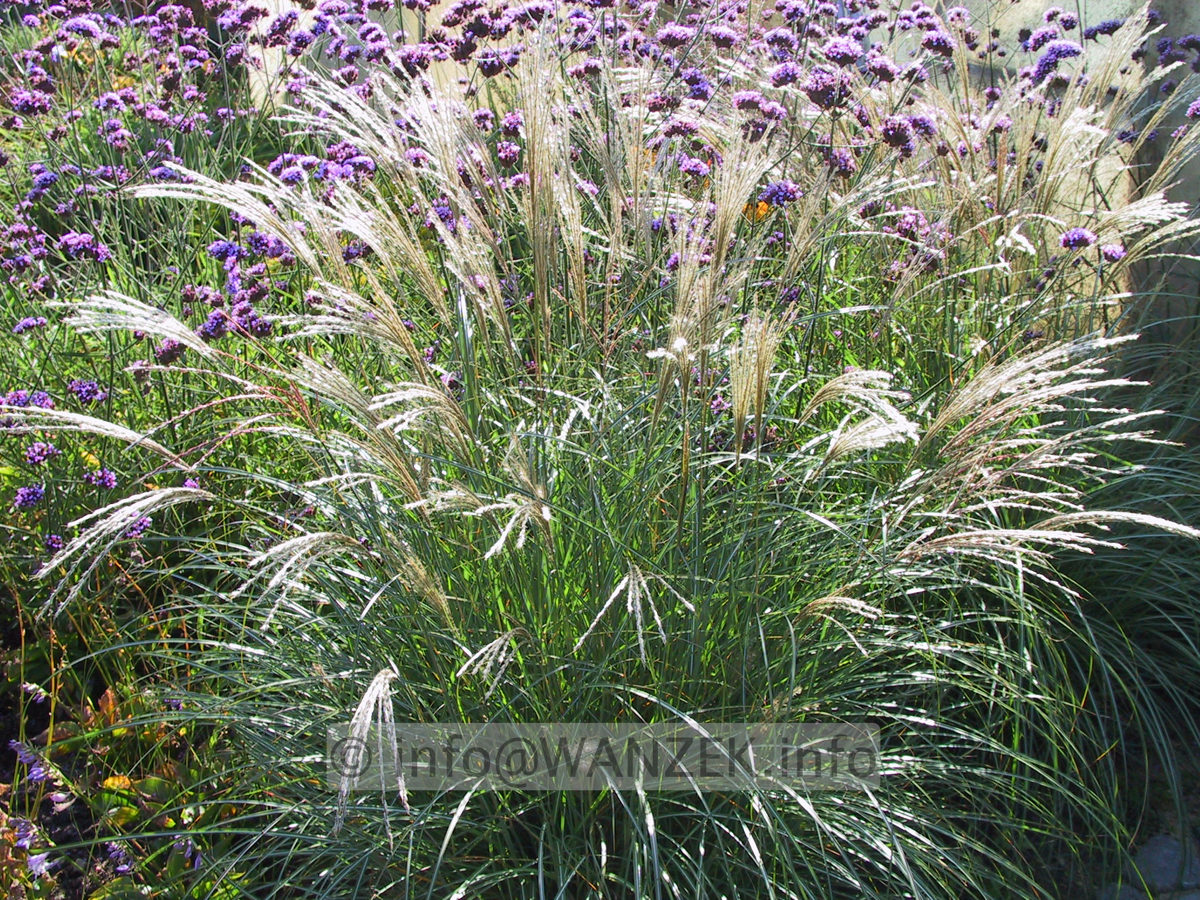 Miscanthus sinensis Adagio 03.JPG